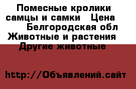 Помесные кролики, самцы и самки › Цена ­ 400 - Белгородская обл. Животные и растения » Другие животные   